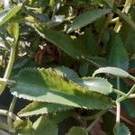 Kalanchoe daigremontiana Blad