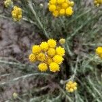 Helichrysum arenariumफूल