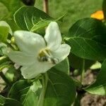 Capsicum annuum Blüte