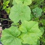 Malva parviflora Folha