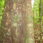 Licaria chrysophylla 樹皮