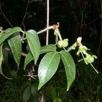 Dalechampia websteri Otro