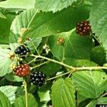 Rubus allegheniensis फल