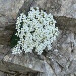 Saxifraga caesia Fula
