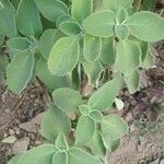 Plectranthus barbatus Leaf