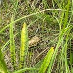 Dactylorhiza fuchsii Hoja