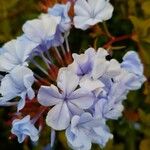 Plumbago auriculata 花