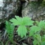 Ranunculus parviflorus Лист