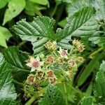 Rubus fellatae Kvet