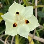 Dietes bicolor Flor