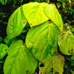 Macaranga vedeliana Leaf