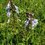 Salvia lyrata Blomst