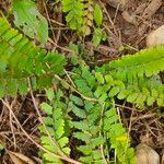 Adiantum caudatum Leaf