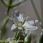 Minuartia setacea Fruto