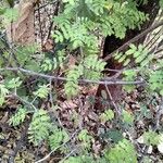 Vachellia farnesiana Blad