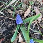 Muscari azureum Lorea