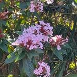 Luculia gratissima Flor