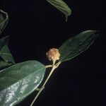 Siparuna cuspidata Fruit