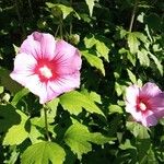 Hibiscus syriacusKwiat