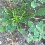 Amaranthus albusBlatt