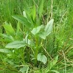 Scrophularia oblongifolia Yaprak