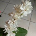 Deutzia scabra Blüte
