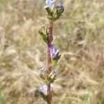 Campanula macrostachya Flor