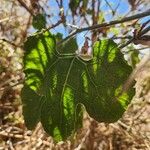 Kedrostis leloja Leaf