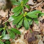 Chimaphila umbellata Hoja