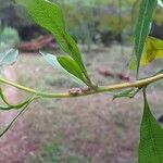 Dodonaea viscosa Ліст