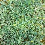 Medicago tornata Frunză