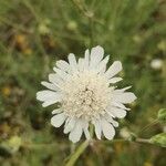 Scabiosa ochroleuca Flower