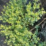 Euphorbia portulacoides Habit