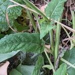 Salvia pratensis Leaf