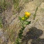 Grindelia squarrosaFlor