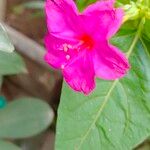 Mirabilis jalapaപുഷ്പം