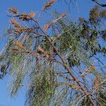 Grevillea pteridifolia Habitus