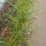 Cyperus microiria Агульны выгляд