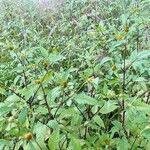 Bidens frondosa Hábitos