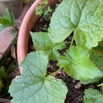 Lunaria rediviva Leaf