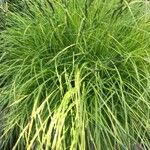 Carex elata Fuelha