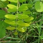 Robinia hispida Hoja