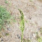 Poa trivialis 花