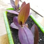 Tradescantia pallidaBlad