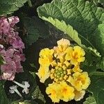 Lantana aculeata Flors