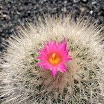 Thelocactus macdowellii