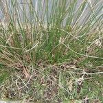 Juncus maritimus Frunză