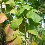 Macaranga vedeliana Habit