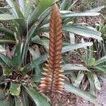 Vriesea platynema Flower