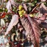 Persicaria microcephalaList